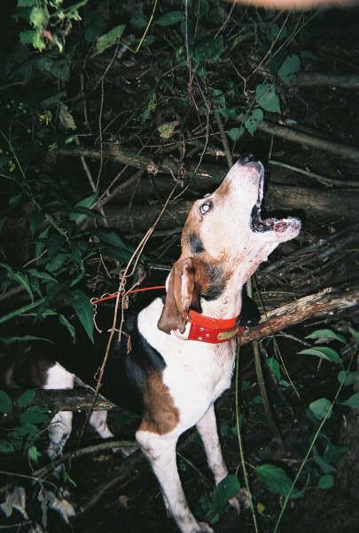 Nance bred walker store hounds